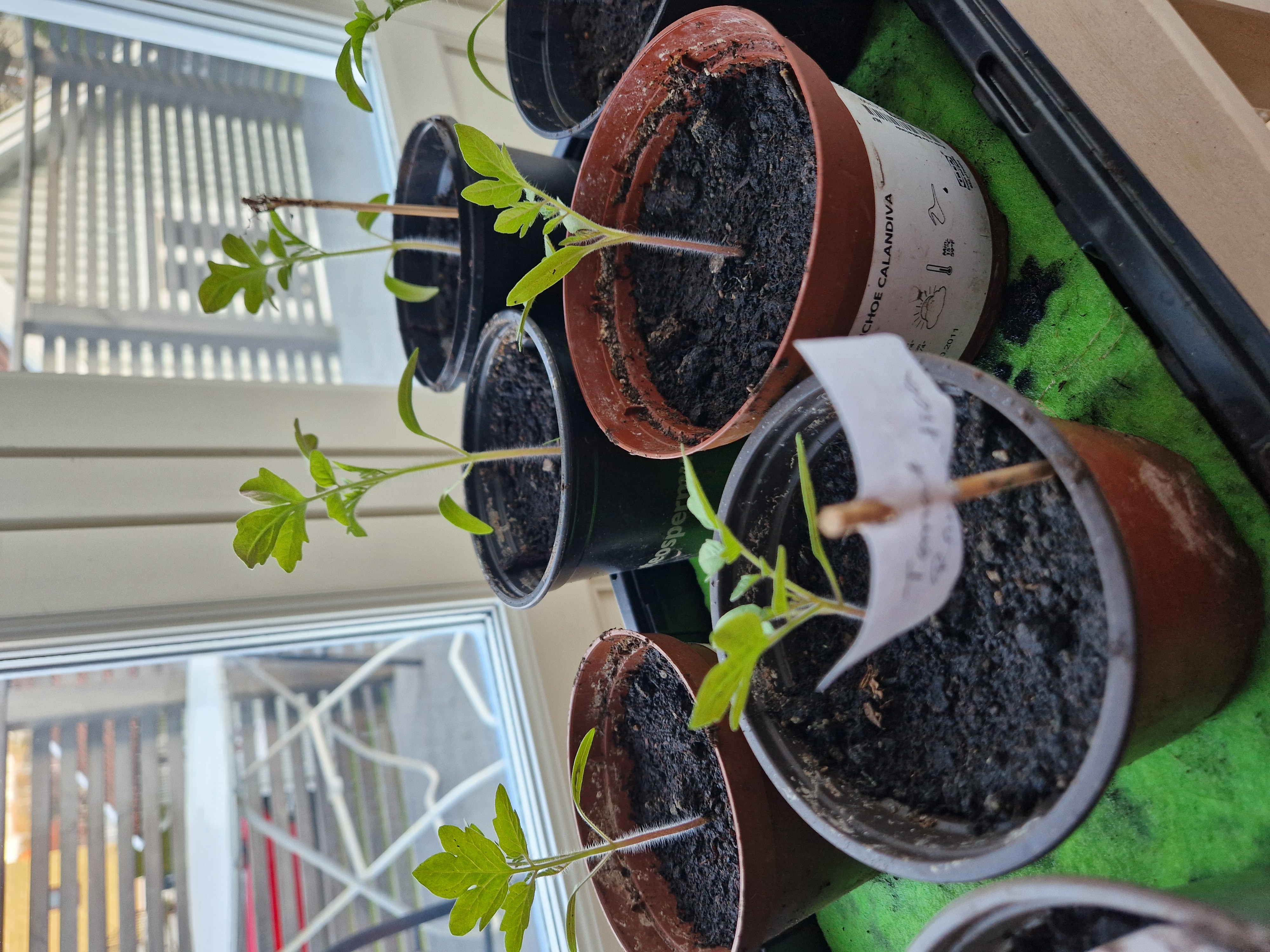 Give away plants