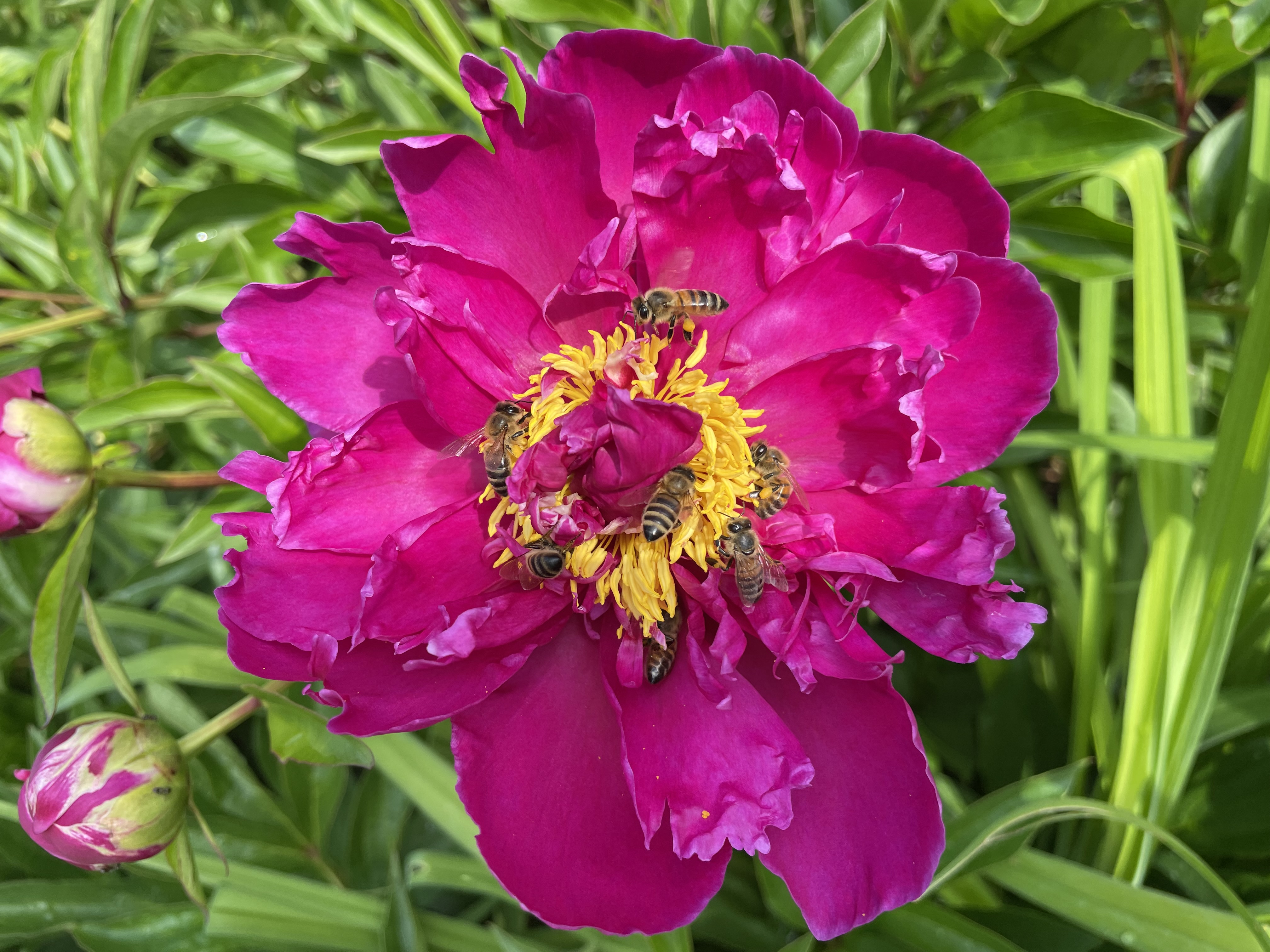 More flowers for bees and insects